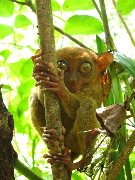 Mindanao Island DU8/NW5H DX News Mindanao Island DU8/NW5H DX News