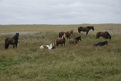 Miquelon Island FP/DJ4TC FP/DL2NUD DX News Miquelon Island FP/DJ4TC FP/DL2NUD DX News