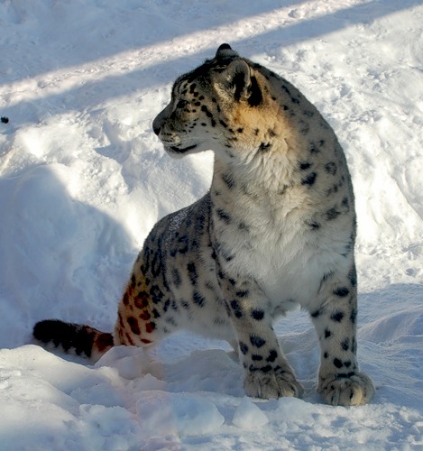 Mongolia JT1FDB DX News Mongolia JT1FDB DX News