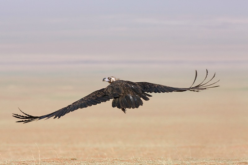 Mongolia Vulture JV5A Mongolia Vulture JV5A