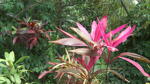 Montserrat Island VP2M Montserrat Island VP2M