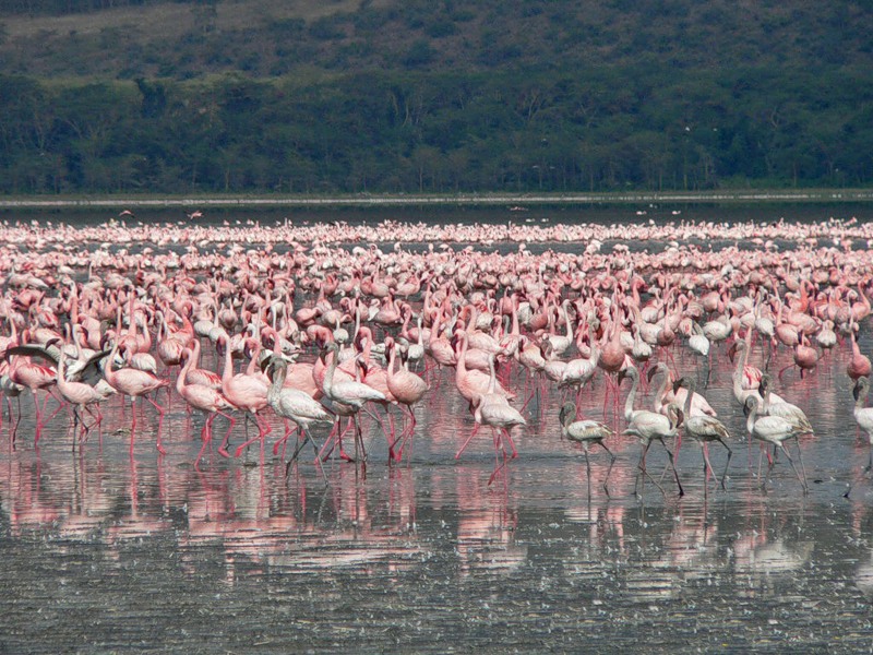 Mozambique C91JD C91DJ C91DN Mozambique C91JD C91DJ C91DN