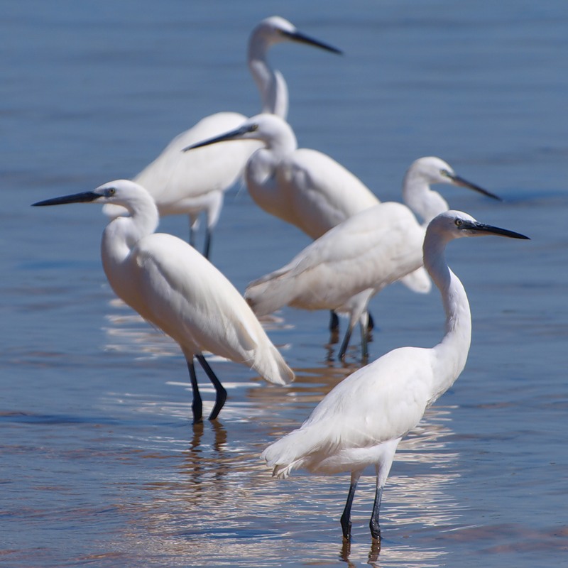 Mozambique C91JD C91DJ C91DN DX News Mozambique C91JD C91DJ C91DN DX News