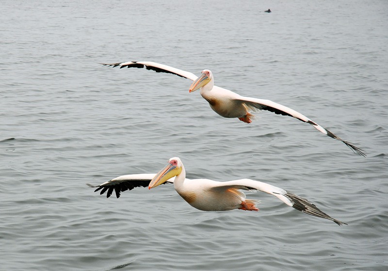 Namibia V55A DX News Namibia V55A DX News