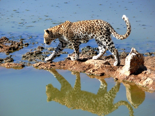 Намибия V55V/P Леопард Намибия V55V/P Леопард