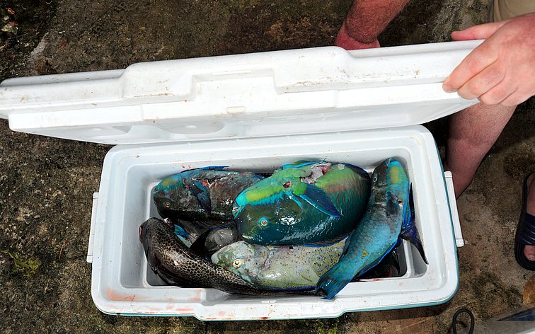 Nendo Island H40FN H40FK DX News Nendo Island H40FN H40FK DX News