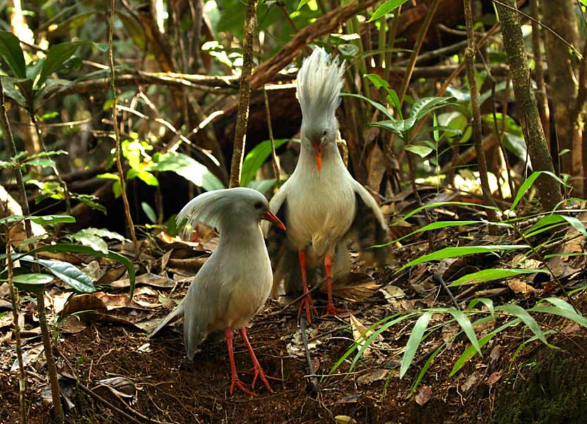 New Caledonia DX News FK/DL2NUD FK/DL9GRE New Caledonia DX News FK/DL2NUD FK/DL9GRE