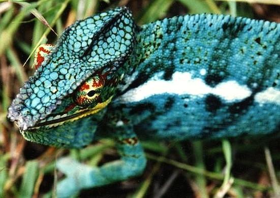 Nosy Be Island 5R8HL Chamaeleon