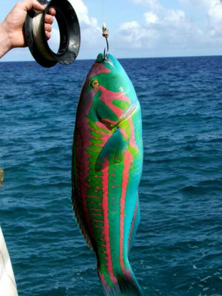 Palau T80W DX News Palau T80W DX News