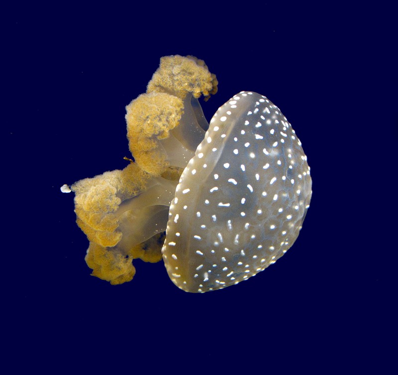 Остров Палау T88OW Остров Палау T88OW