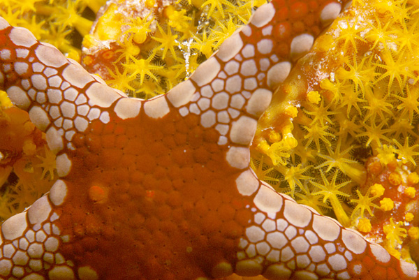 Palau Islands Star Fish Palau Islands Star Fish