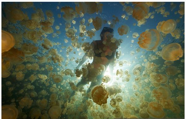 Палау T88KH Озеро медуз Палау T88KH Озеро медуз