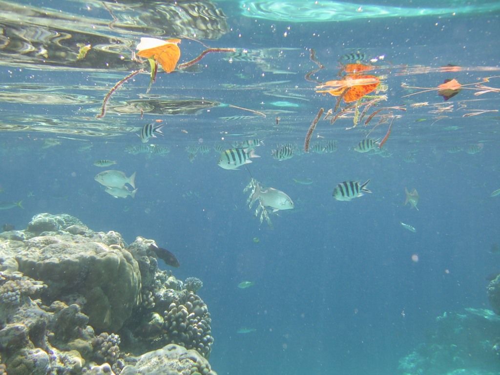 Палау T88QX DX Новости Палау T88QX DX Новости