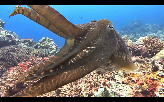 Palau T88SM 2012 DX News Palau T88SM 2012 DX News