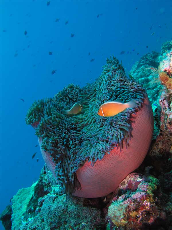 Palau T8XX T88UE DX News 2012