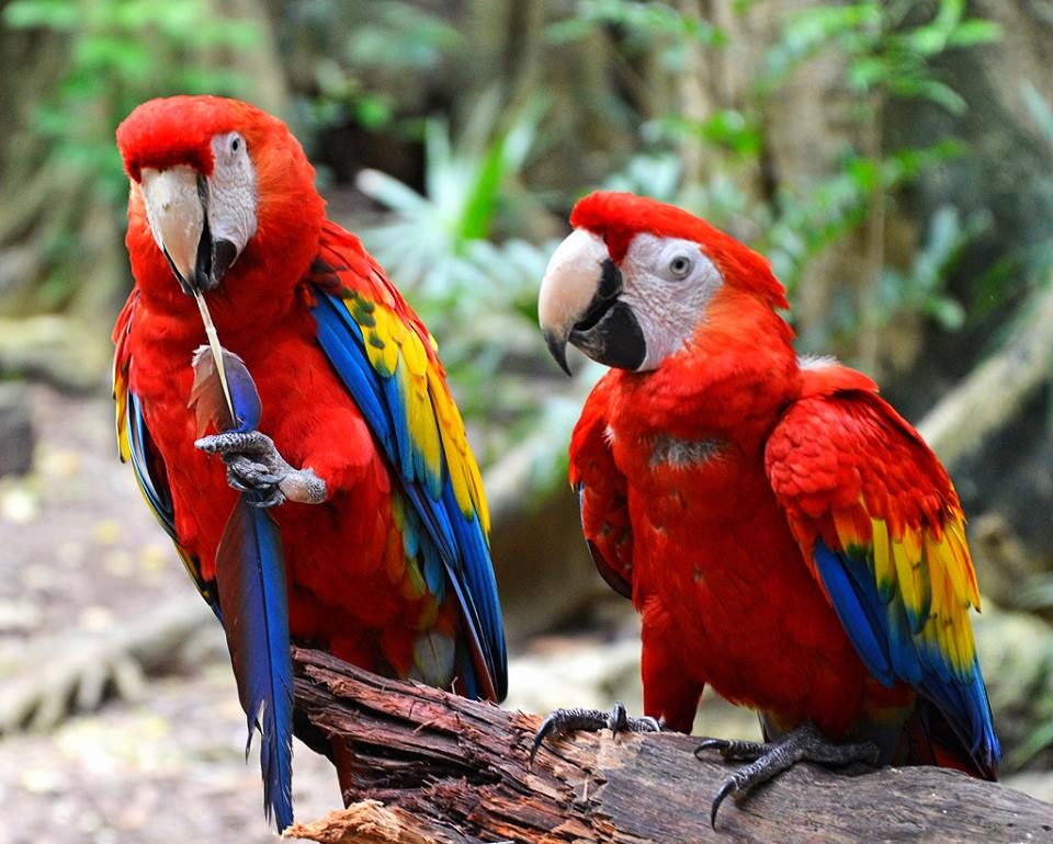 Птицы панамы