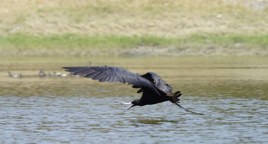 Panama DX News HP1/S54ZZ