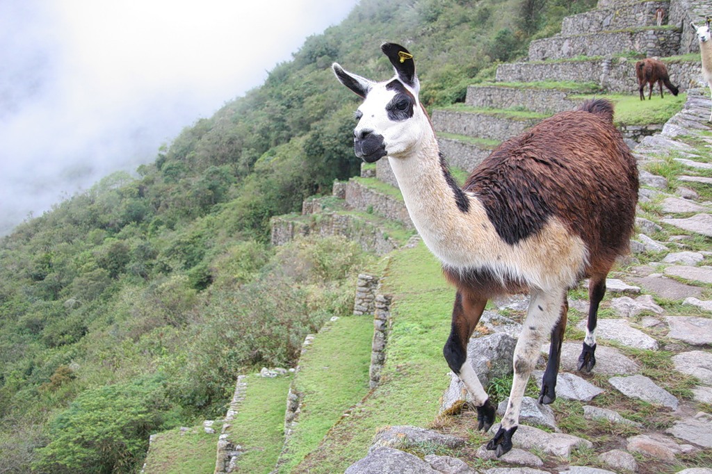 Peru OA4/DJ2VO Peru OA4/DJ2VO