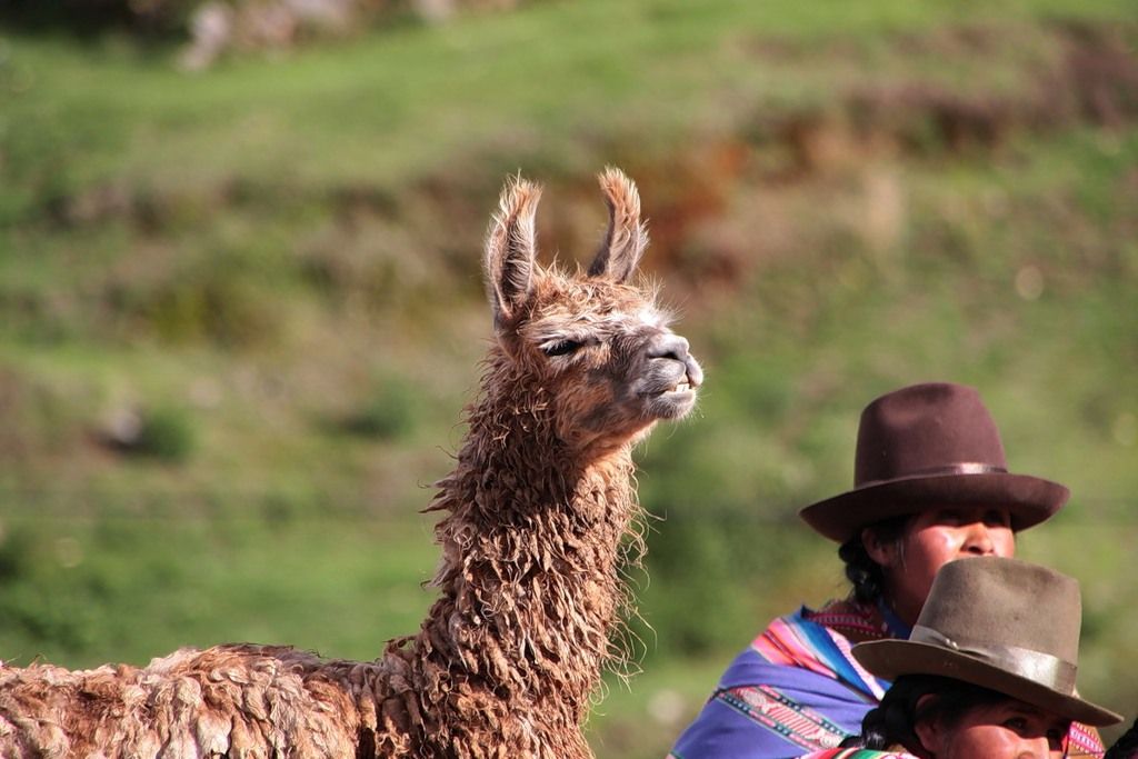 Peru OA4/NK0S DX News Peru OA4/NK0S DX News