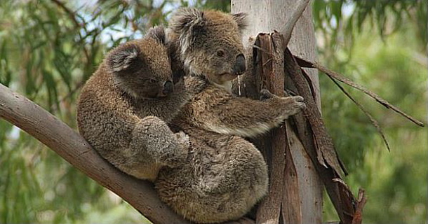 Phillips Island Australia F9IE/VK3/P Koala