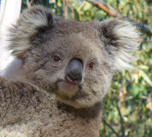 Phillips Island F9IE/VK3/P