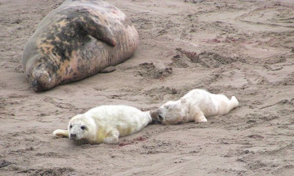 Остров Пикту VC1Z DX Новости Остров Пикту VC1Z DX Новости