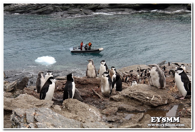 Пингвины Южно Оркнейские Острова VP8ORK Пингвины Южно Оркнейские Острова VP8ORK