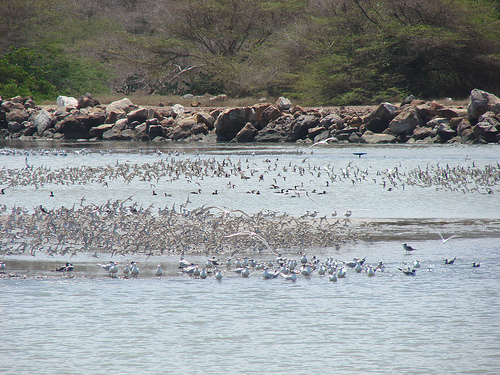 Piritu Island YV4AJ/6 DX News