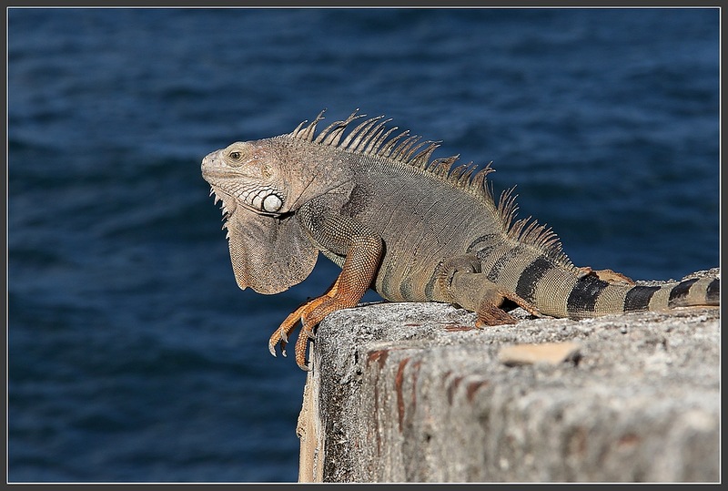 Puerto Rico KP3/K9IR