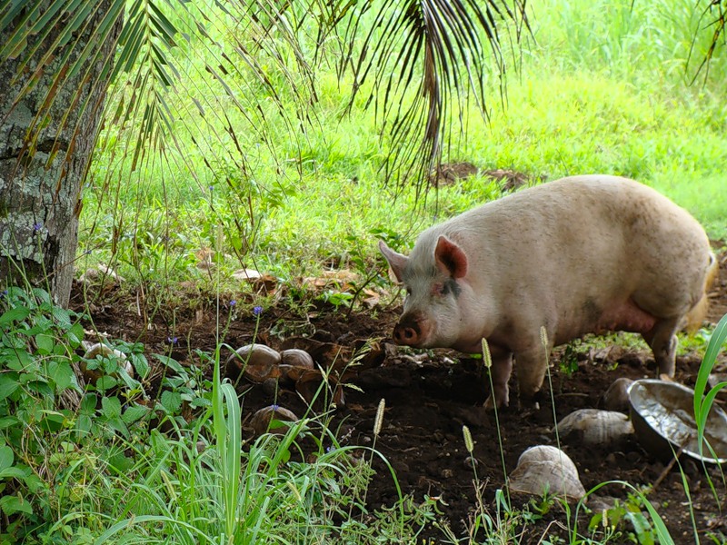 Rarotonga Island E51YNB E51TAI Cocos Desert Rarotonga Island E51YNB E51TAI Cocos Desert
