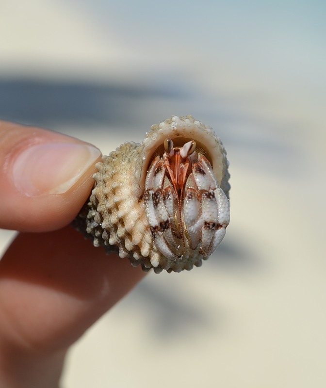 Rarotonga Island South Cook Islands E51YNB E51TAI DX News Rarotonga Island South Cook Islands E51YNB E51TAI DX News