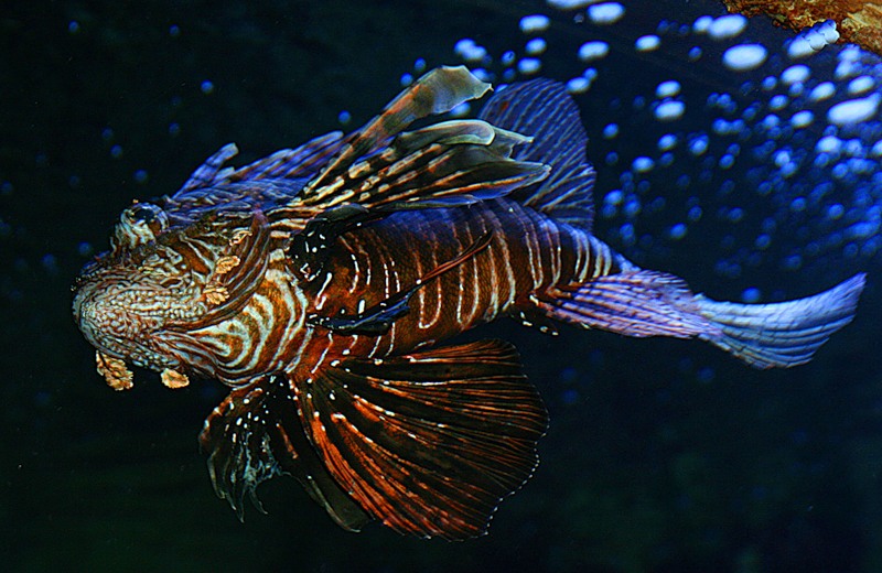 Остров Реюньон FR/DK9PY DX Новости Остров Реюньон FR/DK9PY DX Новости