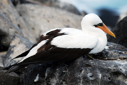 Острова Ревилья Хихедо DX Новости 4A4A Острова Ревилья Хихедо DX Новости 4A4A