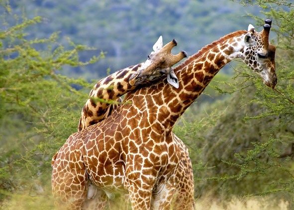 Руанда 9X0PY Руанда 9X0PY