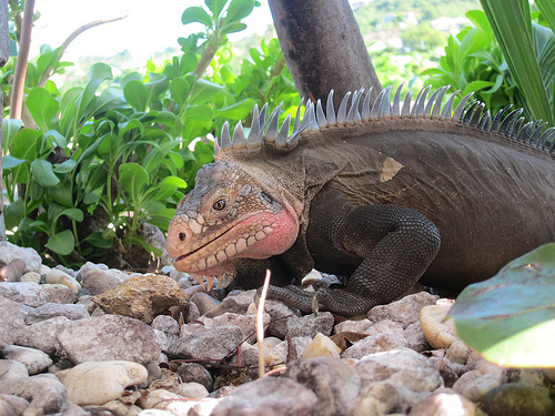 Остров Сен Бартелеми TO3J Остров Сен Бартелеми TO3J