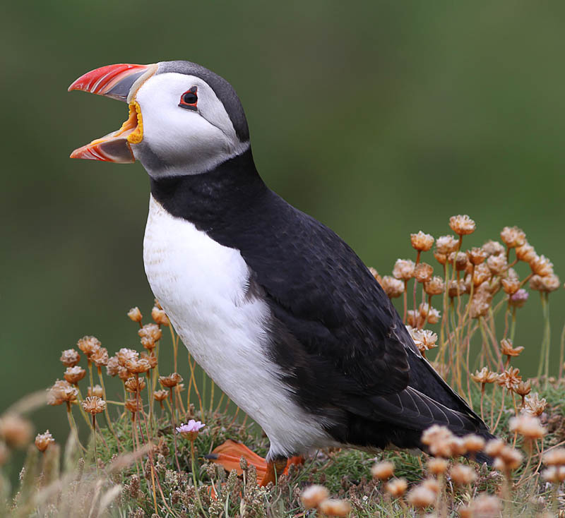 Saltee Island EJ0PL 2012
