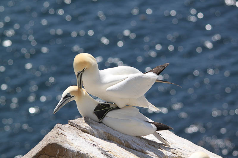 Saltee Island EJ0PL DX News