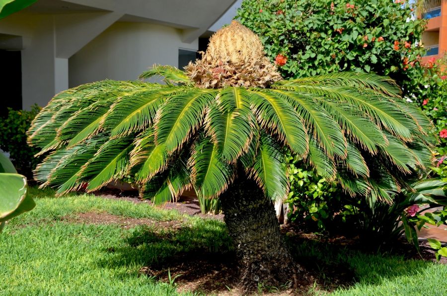 Самоа 5W0JM DX Новости Самоа 5W0JM DX Новости