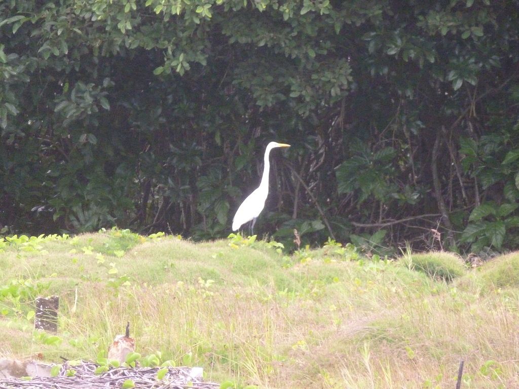 San Andres Island HK0/VK6LC DX News
