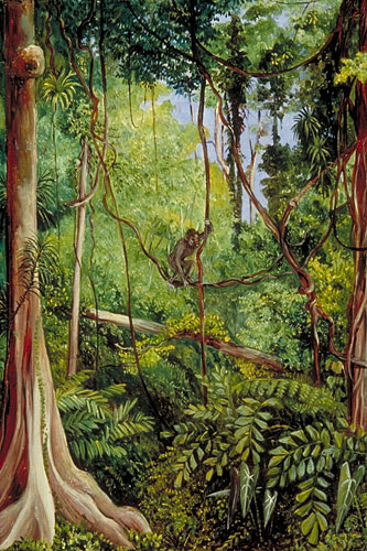 Sarawak Borneo Island 9M8Z