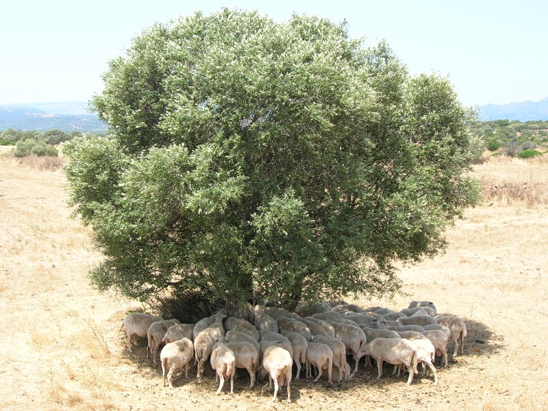 Остров Сардиния IS0/YL7A Остров Сардиния IS0/YL7A