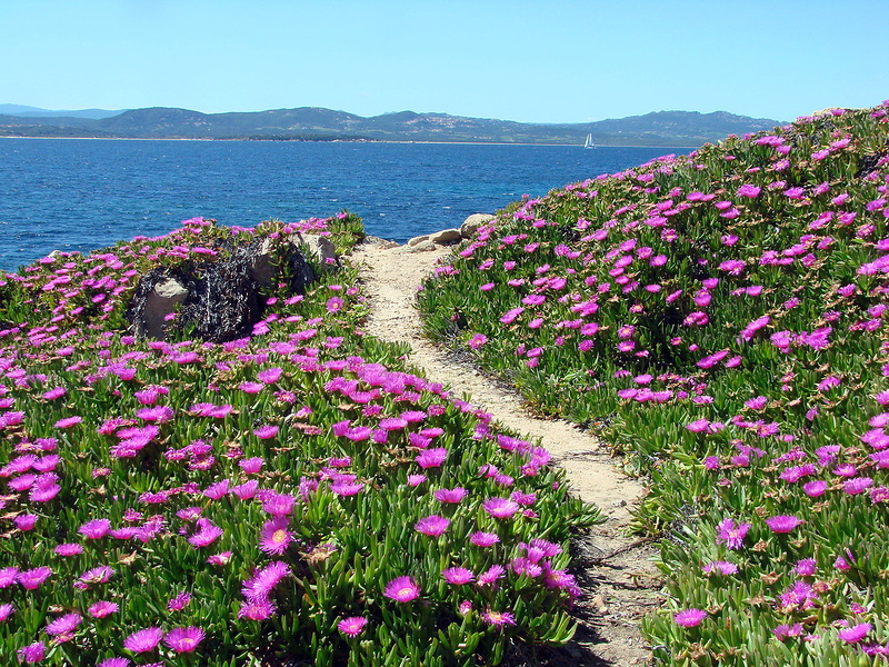 Остров Сардиния IS0/YL7A DX Новости Остров Сардиния IS0/YL7A DX Новости