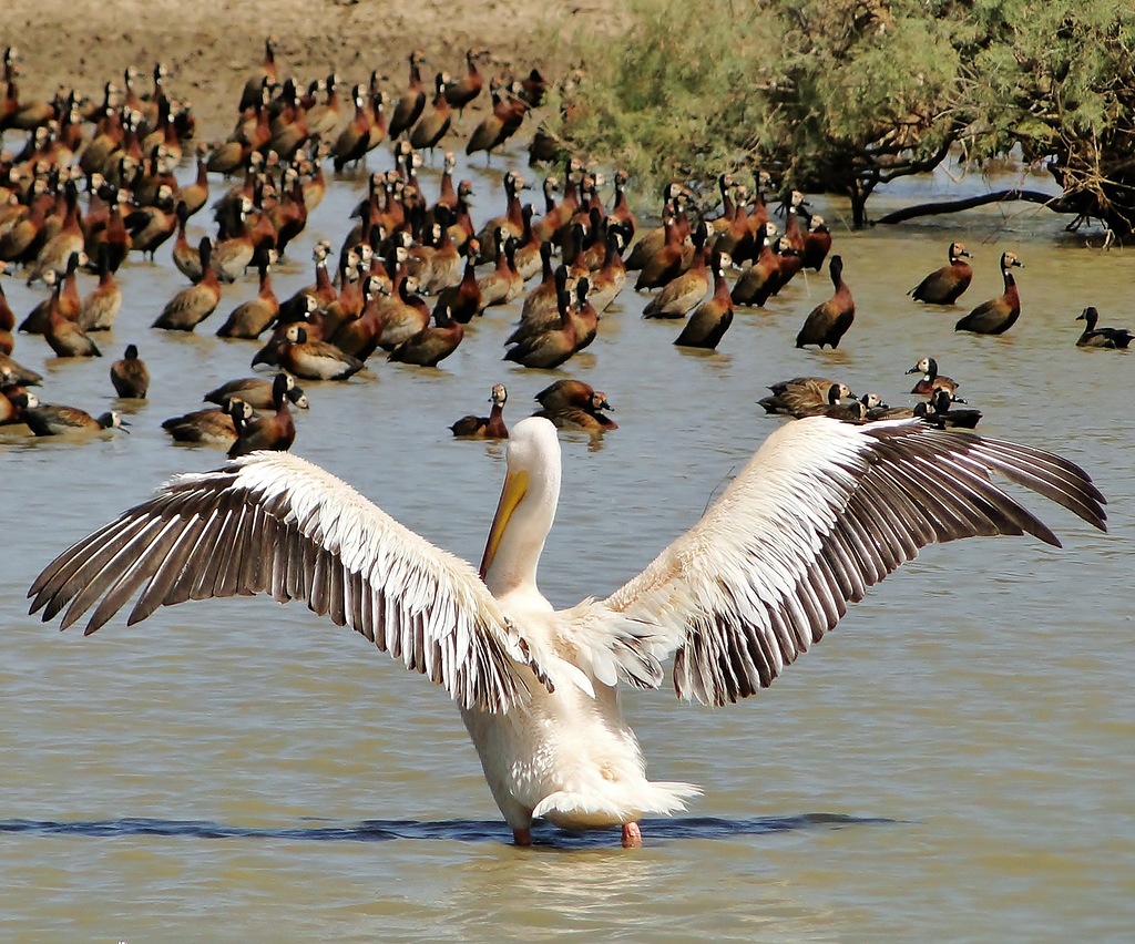 Сенегал 6V7O Сенегал 6V7O