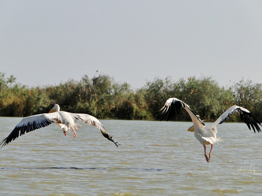 Сенегал 6W/MM0NDX  Сенегал 6W/MM0NDX