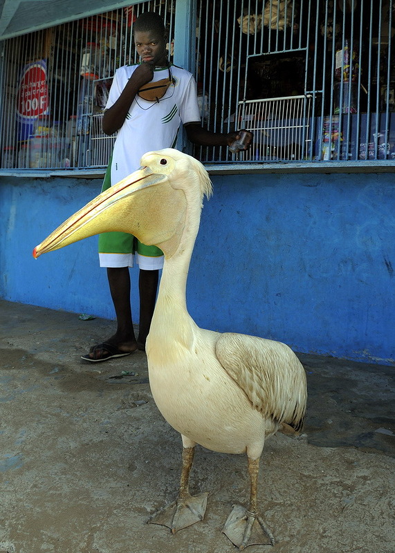 Senegal F8ATS/6W DX News Senegal F8ATS/6W DX News