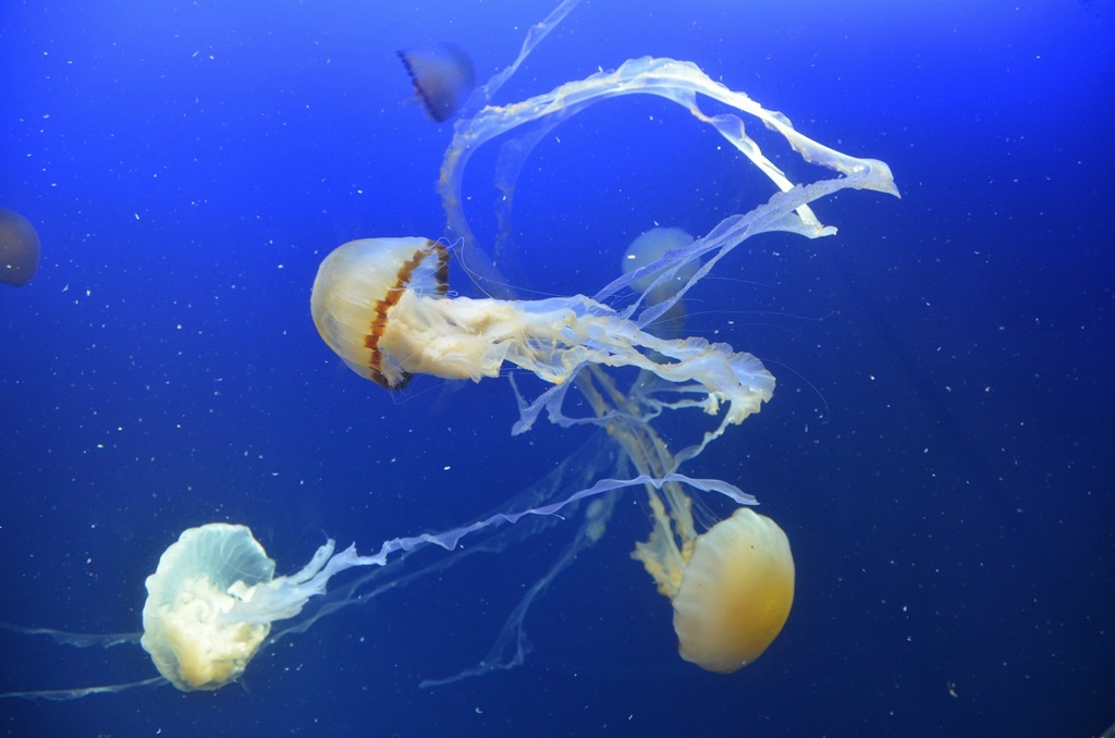 Singapore 9V1/JS6RRR 9V1/JR3CNQ DX News