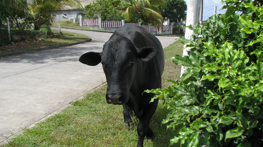 Sint Eustatius PJ5W DX News 