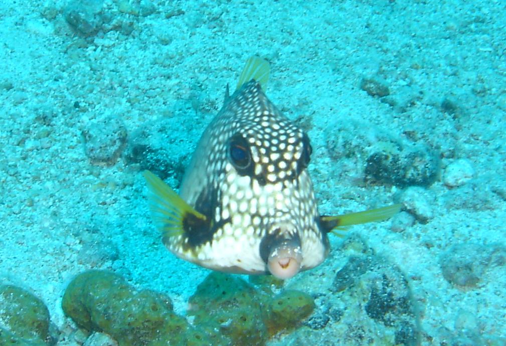 Сен Мартен DX Новости Сен Мартен DX Новости