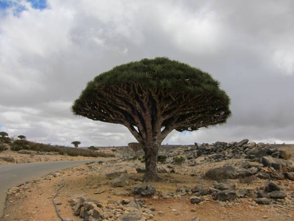 Остров Сокотра Йемен 7O2A Остров Сокотра Йемен 7O2A