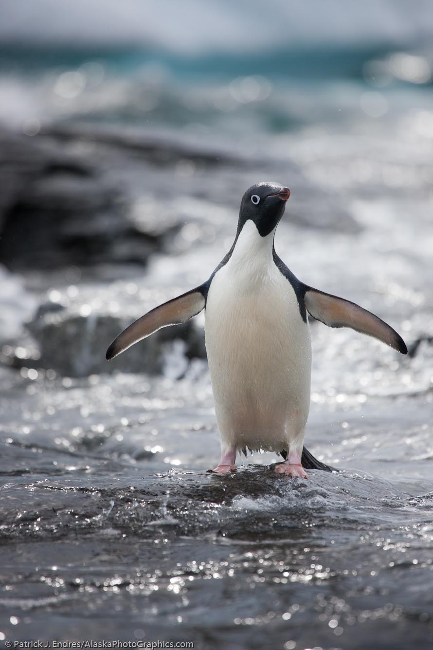 VP8ORK - South Orkney Islands